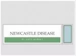 Newcastle Disease - slide 1