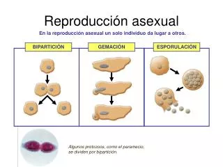 Reproducción asexual