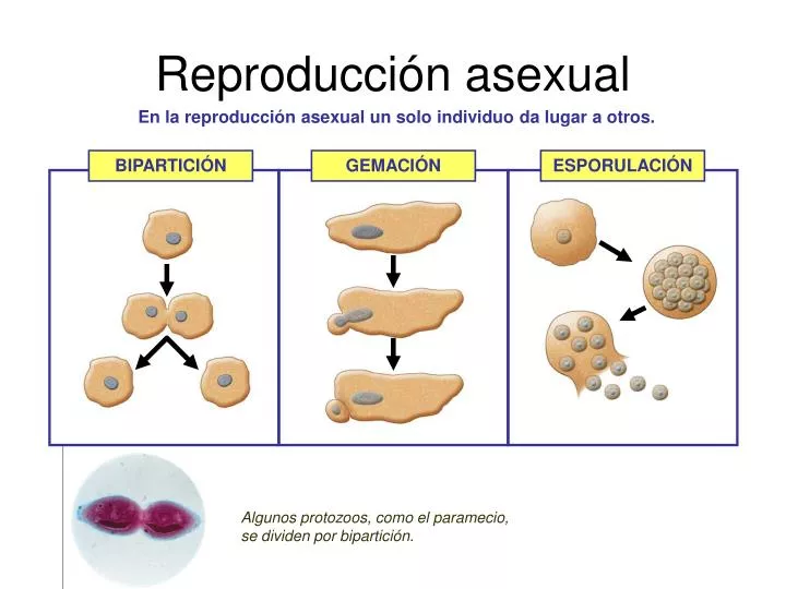 reproducci n asexual