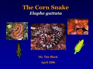 The Corn Snake Elaphe guttata