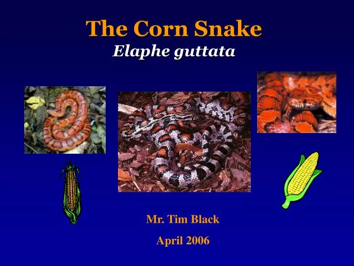the corn snake elaphe guttata