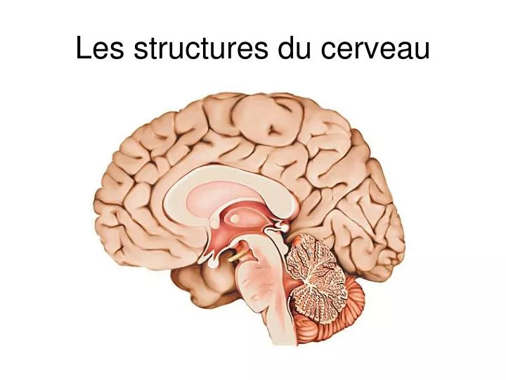 les structures du cerveau