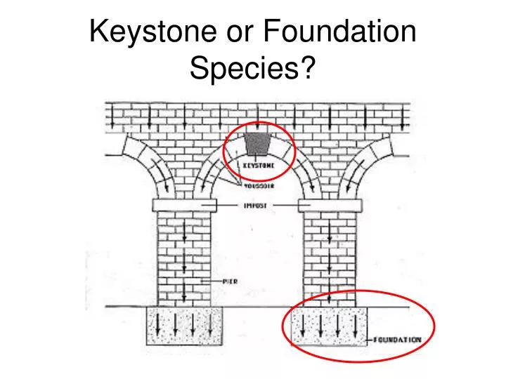 keystone or foundation species