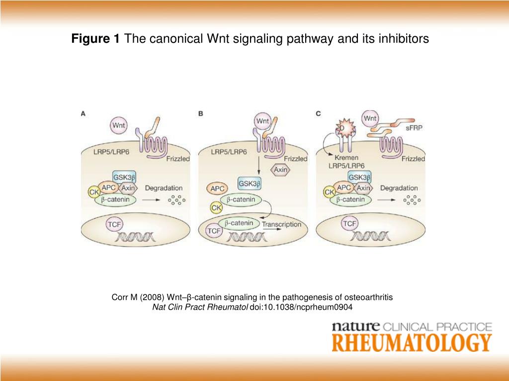 PPT - Figure 1 The canonical Wnt signaling pathway and its inhibitors ...
