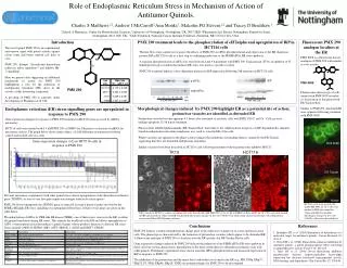 Role of Endoplasmic Reticulum Stress in Mechanism of Action of Antitumor Quinols.
