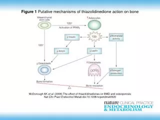 McDonough AK et al . (2008) The effect of thiazolidinediones on BMD and osteoporosis