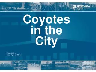 Coyotes in the City