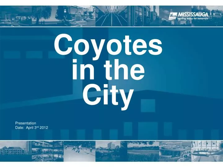 coyotes in the city