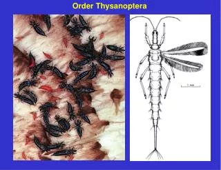 Order Thysanoptera
