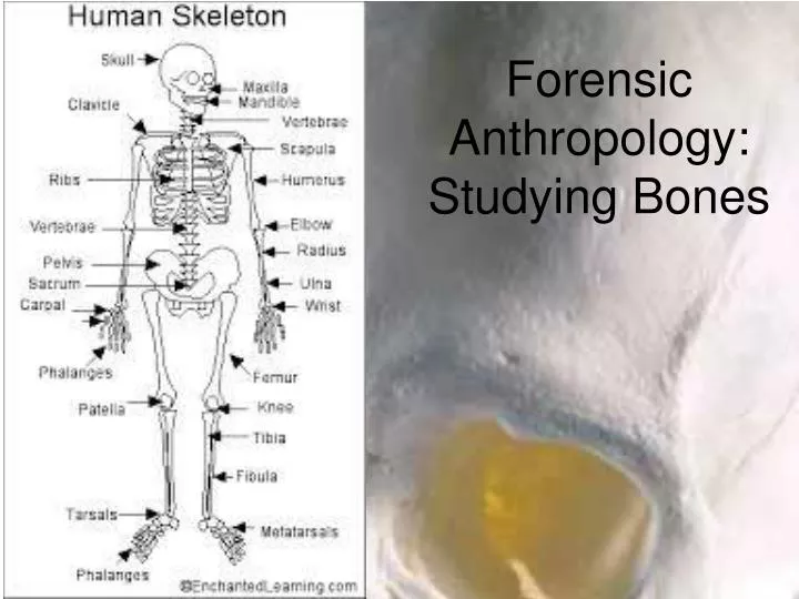 forensic anthropology studying bones