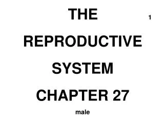 THE 1 REPRODUCTIVE SYSTEM CHAPTER 27 male