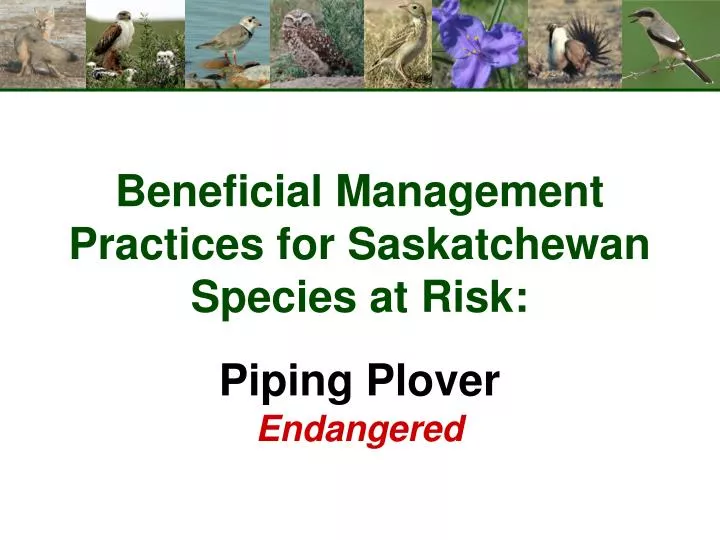 beneficial management practices for saskatchewan species at risk piping plover endangered