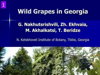 Wild Grapes in Georgia