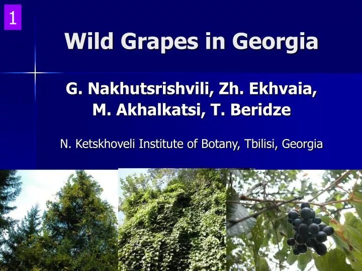 wild grapes in georgia