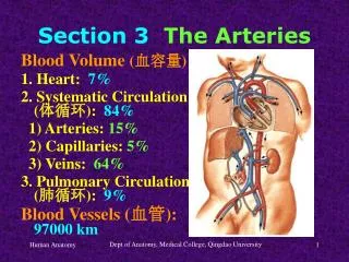 Section 3 The Arteries