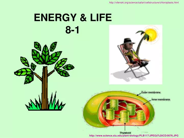 energy life 8 1