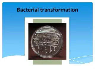 Bacterial transformation