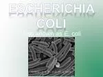 Also known as E. coli - slide 1