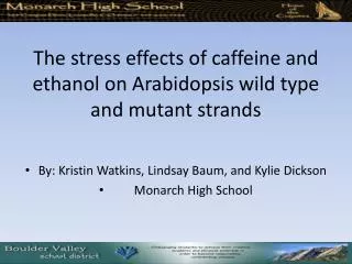 The stress effects of caffeine and ethanol on Arabidopsis wild type and mutant strands
