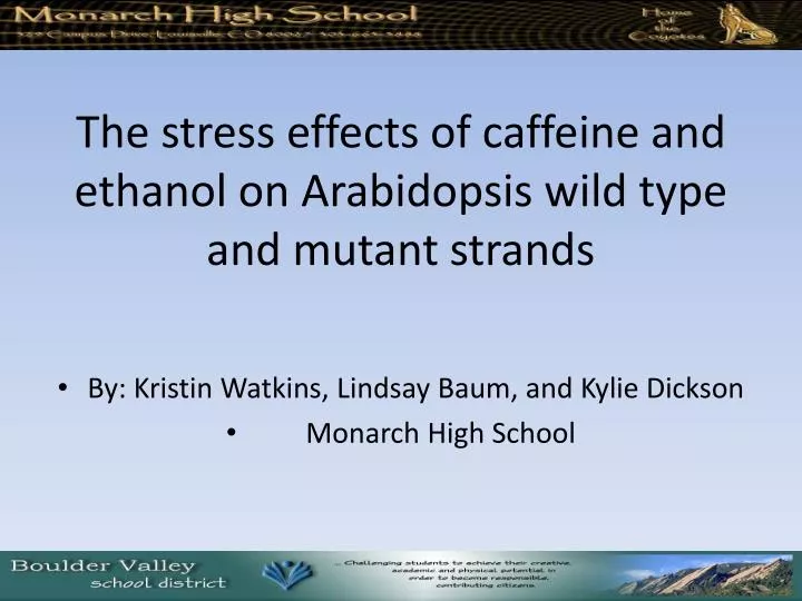 the stress effects of caffeine and ethanol on arabidopsis wild type and mutant strands