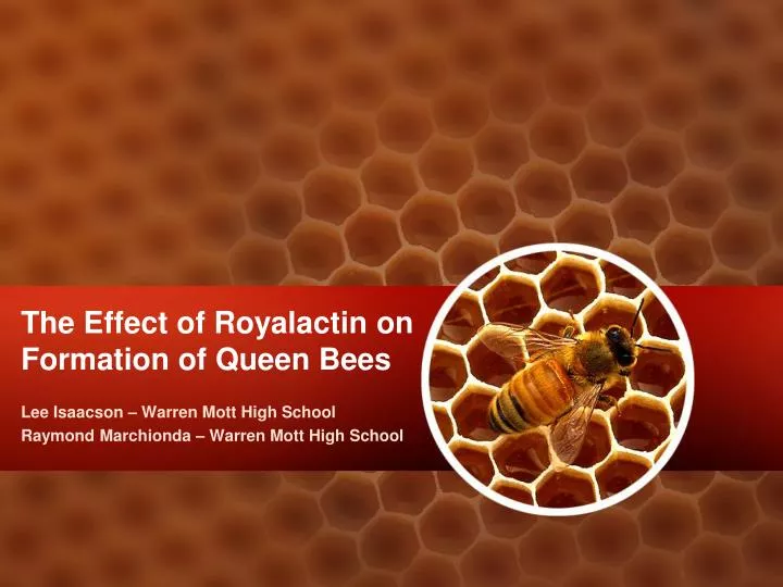 the effect of royalactin on formation of queen bees