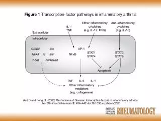 Aud D and Peng SL (2006) Mechanisms of Disease: transcription factors in inflammatory arthritis