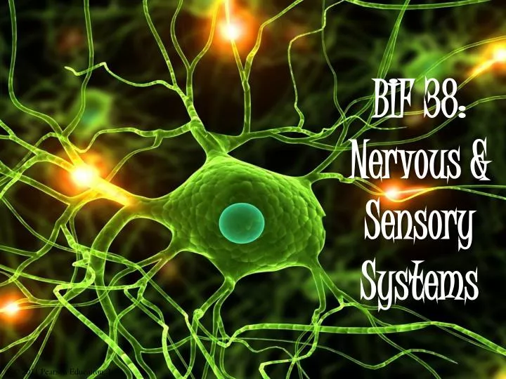 bif 38 nervous sensory systems