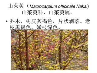 山茱萸（ Macrocarpium officinale Nakai ) 山茱萸科，山茱萸属。