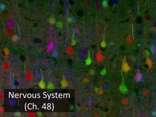 Nervous System (Ch. 48)