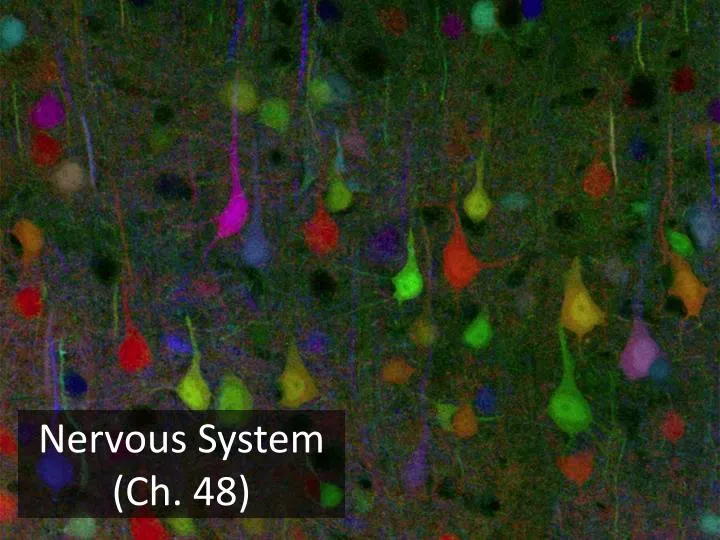 nervous system ch 48