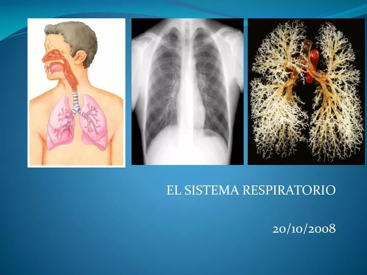 el sistema respiratorio 20 10 2008