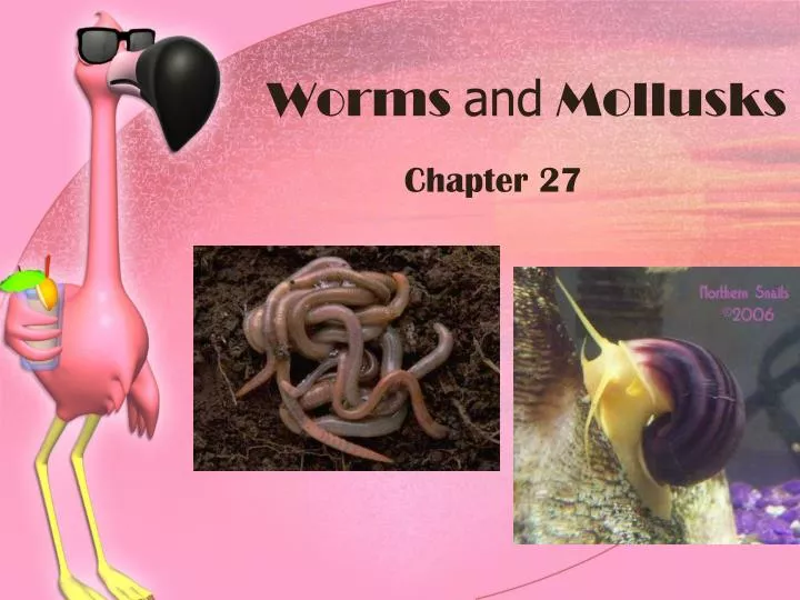 worms and mollusks