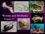 Worms and Mollusks - slide 1