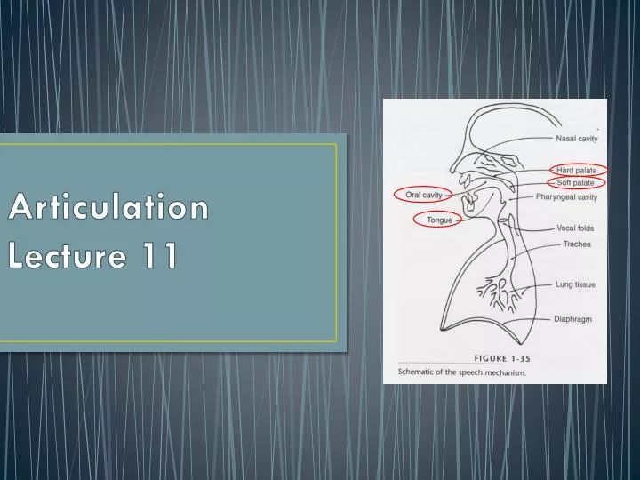 articulation lecture 11
