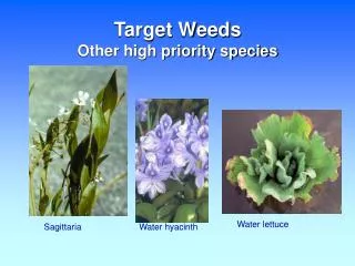 Target Weeds Other high priority species