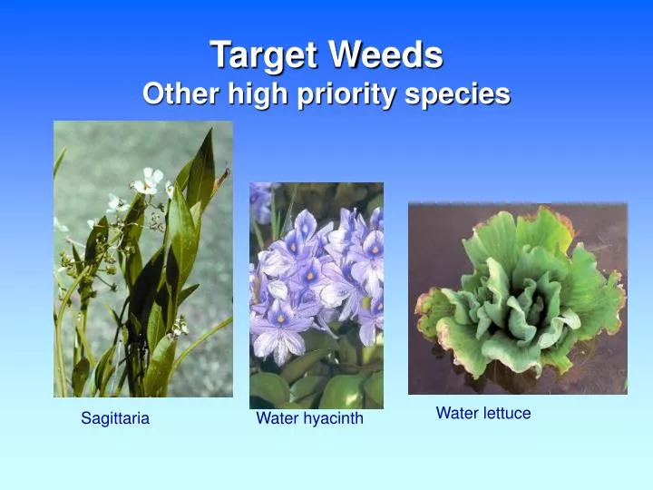 target weeds other high priority species