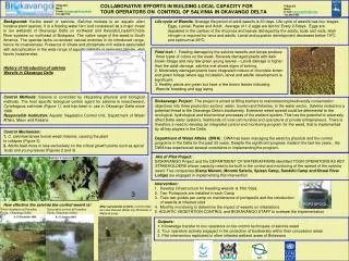 History of introduction of salvinia Weevils in Okavango Delta