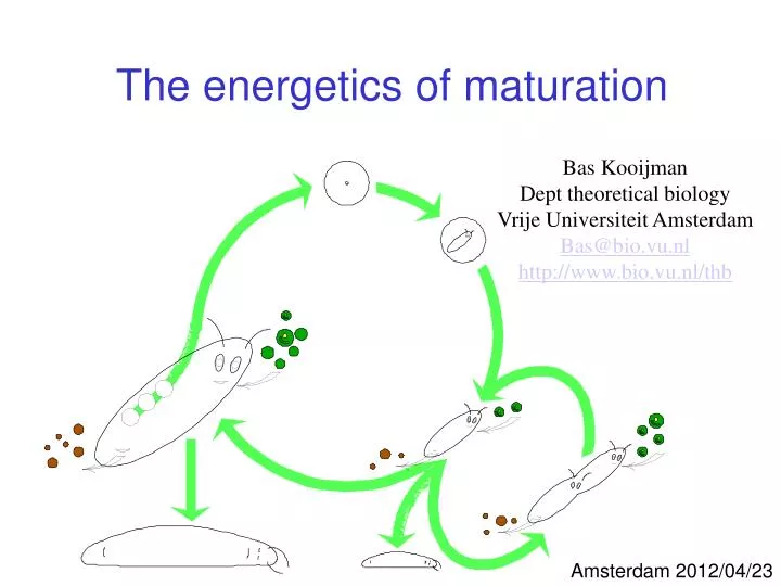 the energetics of maturation