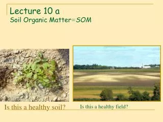 Lecture 10 a Soil Organic Matter = SOM