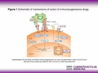 Figure 1 Schematic of mechanisms of action of immunosuppressive drugs