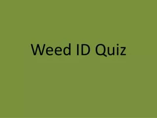 Weed ID Quiz