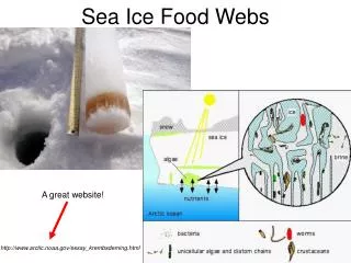 Sea Ice Food Webs