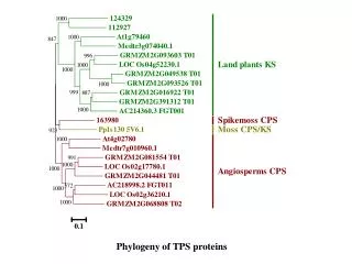 P hylogeny of TPS proteins