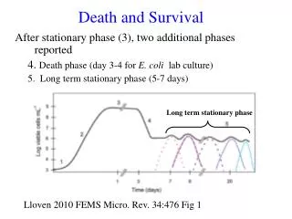 After stationary phase (3), two additional phases reported
