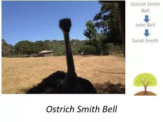 Ostrich Smith Bell
