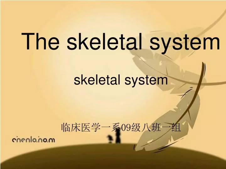 the skeletal system skeletal system 09