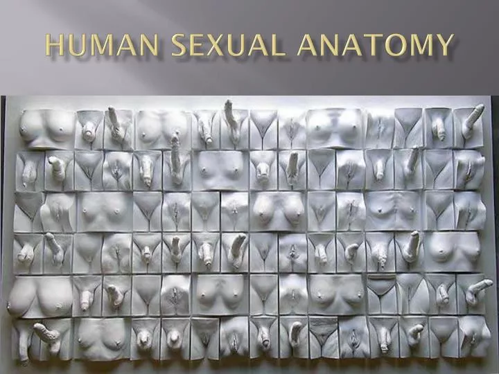 human sexual anatomy