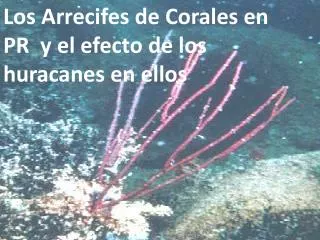 Los Arrecifes de Corales en PR y el efecto de los huracanes en ellos
