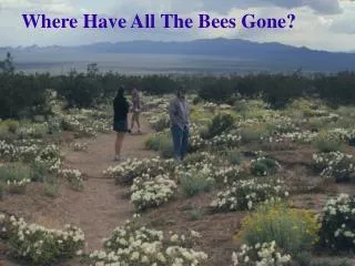 Where Have All The Bees Gone?