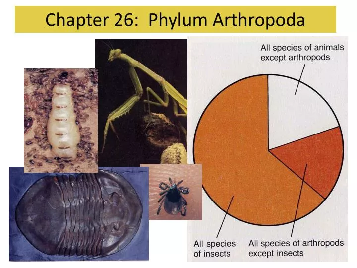 chapter 26 phylum arthropoda